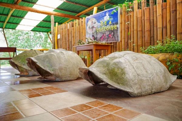 GALAPAGOS, ECUADOR- NOVEMBER, 11 2018: Outdoor view of giant Galapagos turtle shell, located inside of a building for turists take a picture and pretent to be a giant turtle at Galapagos islands — Stock Photo, Image