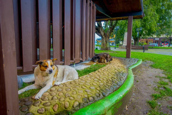 PUERTO VARAS, CHILE, 23 DE SEPTIEMBRE DE 2018: Vista exterior del perro que vive en las calles de la ciudad de Puerto Varas — Foto de Stock