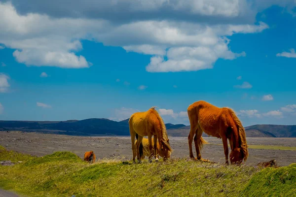 Wilde paarden in het Cotopaxi National Park, in Ecuador — Stockfoto