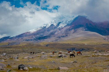 Ekvador Cotopaxi Milli Parkı, bir yaz sabahı.