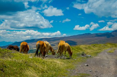 And Dağları'nda vahşi atlar, sabahları taze yeşil tarlada özgürce geziniyor ve otluyorlar..