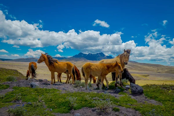 Caballos salvajes en las montañas de los Andes, deambulando y pastando en el campo verde fresco libremente en la mañana . —  Fotos de Stock