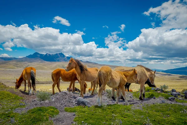 Caballos salvajes en el Parque Nacional Cotopaxi, en Ecuador —  Fotos de Stock