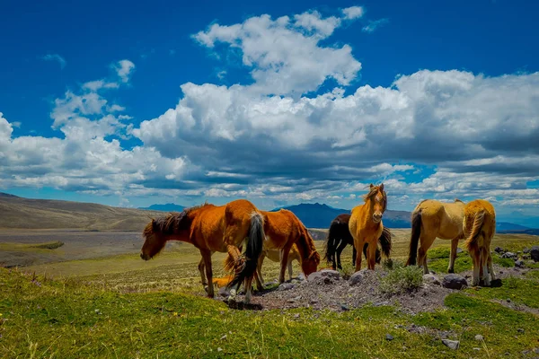Caballos salvajes en las montañas de los Andes, deambulando y pastando en el campo verde fresco libremente en la mañana . — Foto de Stock