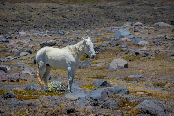 Caballos salvajes en las montañas de los Andes, deambulando y pastando en el campo verde fresco libremente en la mañana . — Foto de Stock