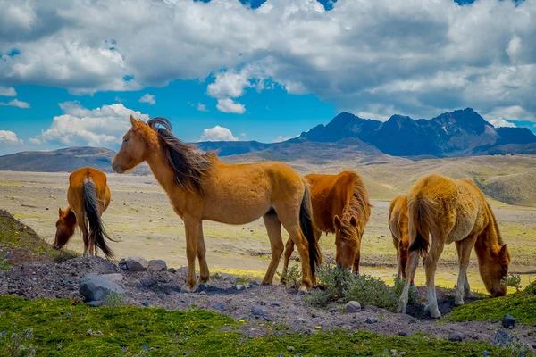 Wild Horses i Cotopaxi nationalpark, i Ecuador — Stockfoto