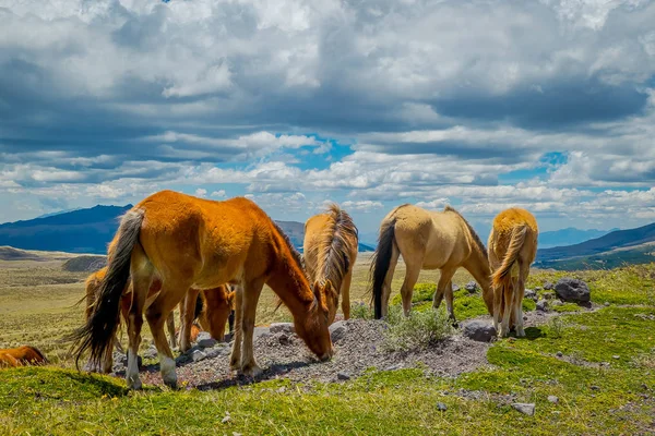 Vilda hästar i Andes fjällen, vandra och bete på färskt grönt fält fritt på morgonen. — Stockfoto