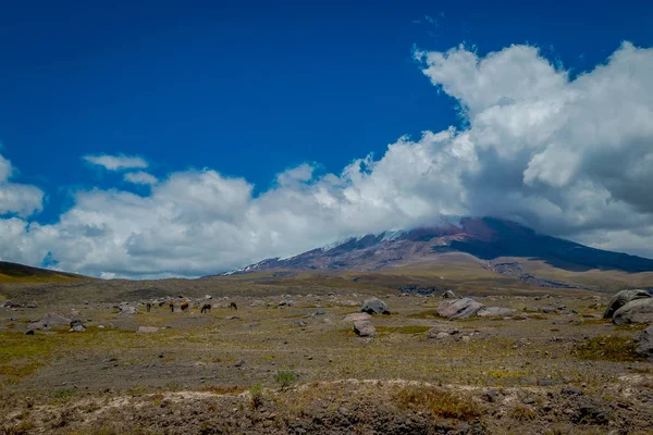 Cotopaxi nationalpark in ecuador, an einem sommermorgen. — Stockfoto