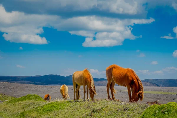 Άγρια άλογα στην οροσειρά των Άνδεων, περιπλανώνται και βοσκούν σε φρέσκο πράσινο χωράφι ελεύθερα το πρωί. — Φωτογραφία Αρχείου