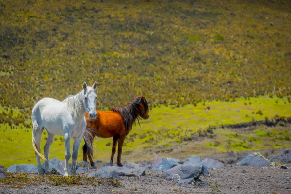 Wilde paarden in het Cotopaxi National Park, in Ecuador — Stockfoto