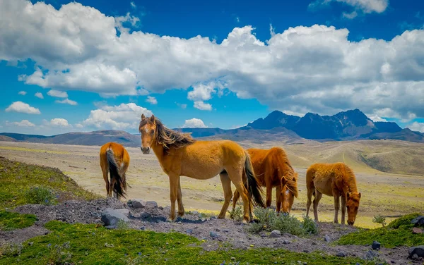 Wild Horses i Cotopaxi nationalpark, i Ecuador — Stockfoto