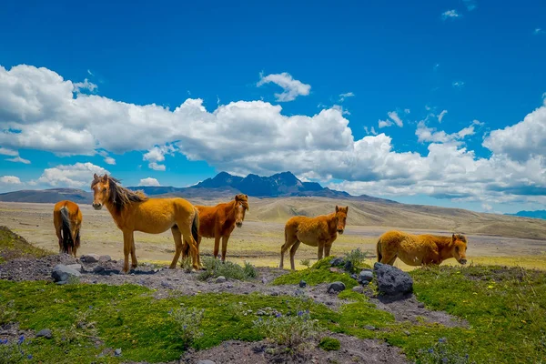 Divocí koně v národním parku Cotopaxi v Ekvádoru Stock Obrázky