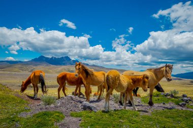 And Dağları'nda vahşi atlar, sabahları taze yeşil tarlada özgürce geziniyor ve otluyorlar..
