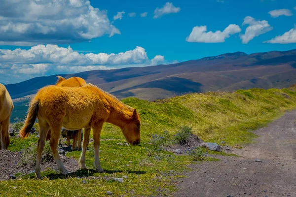 在安第斯山脉的野马，在早晨自由地在新鲜的绿色田野上游荡和放牧. — 图库照片