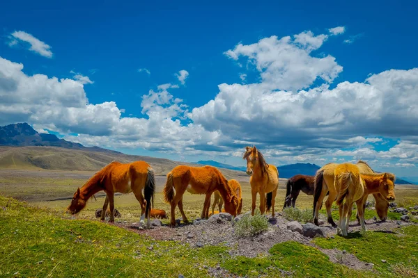 Parque Nacional Cotopaxi no Equador, em uma manhã de verão . — Fotografia de Stock