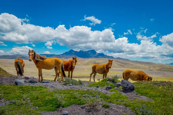 Wildpferde in den Bergen der Anden, die morgens frei auf frischem Grün grasen. — Stockfoto