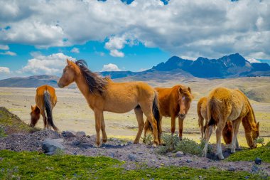 Cotopaxi Milli Parkı'nda Vahşi Atlar, Ekvador