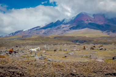 Ekvador Cotopaxi Milli Parkı, bir yaz sabahı.