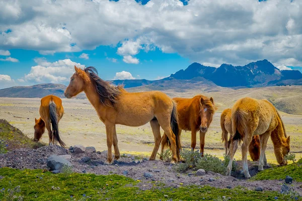 Wild Horses i Cotopaxi nationalpark, i Ecuador — Stockfoto