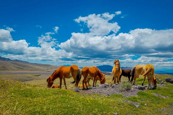 Cavalos selvagens nas montanhas dos Andes, vagando e pastando no campo verde fresco livremente pela manhã . — Fotografia de Stock