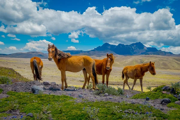 Дикі коні в Котопахі національному парку, в Еквадорі — стокове фото