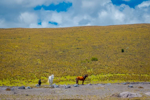 Wilde paarden in het Cotopaxi National Park, in Ecuador — Stockfoto