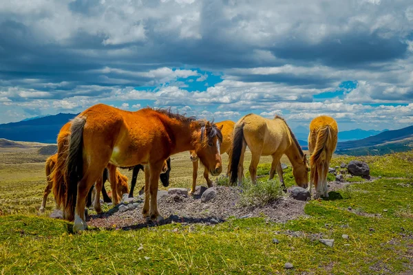 Cotopaxi Milli Parkı'nda Vahşi Atlar, Ekvador — Stok fotoğraf