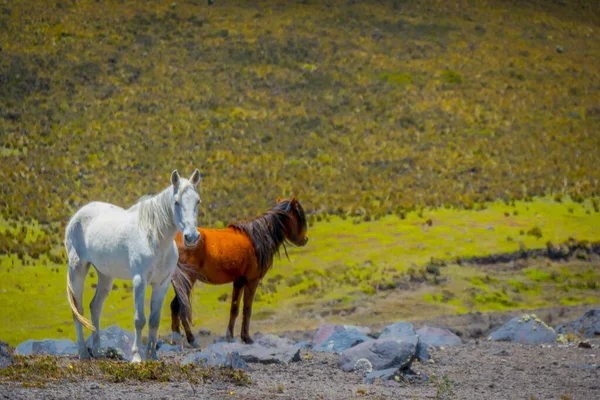 Wilde paarden in het Cotopaxi National Park, in Ecuador — Stockfoto