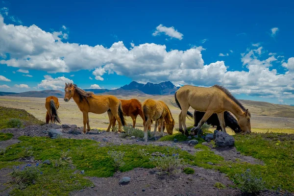 Wild Horses i Cotopaxi nationalpark, i Ecuador — Stockfoto