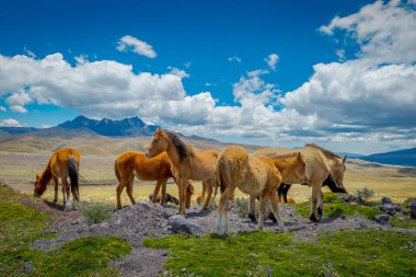 Wild Horses in the Cotopaxi National Park, in Ecuador clipart