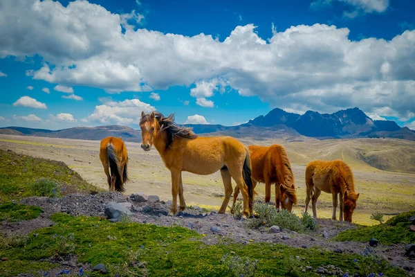 Wild horses in the Andes Mountains, wandering and grazing on fresh green field freely in the morning. — Stock Photo, Image