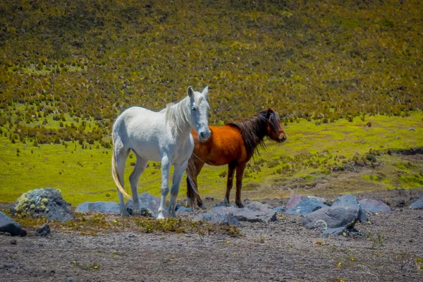 Cotopaxi Milli Parkı'nda Vahşi Atlar, Ekvador — Stok fotoğraf