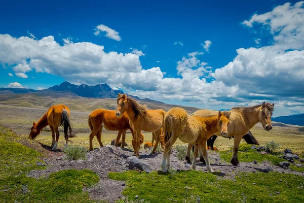 Vilda hästar i Andes fjällen, vandra och bete på färskt grönt fält fritt på morgonen. — Stockfoto