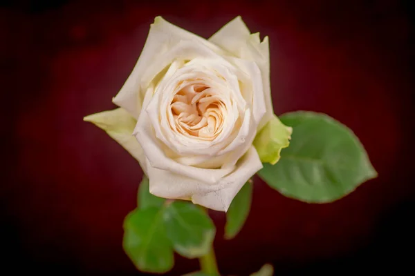 Close up macro shot de um buquê de variedade de rosas White Ohara, tiro estúdio, flores brancas — Fotografia de Stock
