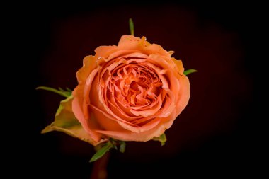 Köy gülleri türünün makro fotoğrafını çek, stüdyo çekimi. Gül bahçesi