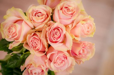 Bir buket Pembe Mondiyal gül çeşidi, stüdyo çekimi, pembe çiçekler.