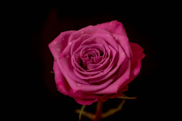 Close Up Macro of Moody Blues rosas variedade, tiro estúdio . — Fotografia de Stock