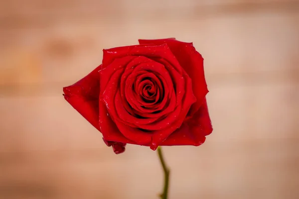 Macro, Primo piano della classica varietà di rose Explorer, ripresa in studio . — Foto Stock