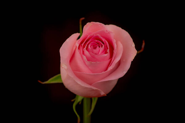 Close up macro of Luciano roses variety, studio shot. High quality photo