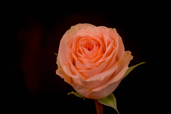 Close up macro foto de pêssego Tiffany variedade de rosas, tiro estúdio . — Fotografia de Stock