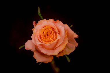 Şeftali rengi alacakaranlık güllerinin makro fotoğrafını kapat, stüdyo çekimi..