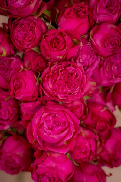 Foto ravvicinata di bouquet varietà di rose Classic Sensation, ripresa in studio . — Foto Stock