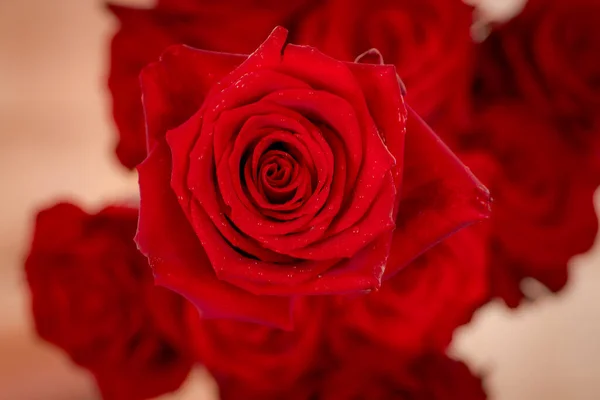 Macro, Close up of classic Explorer roses variety, studio shot. — Stok Foto