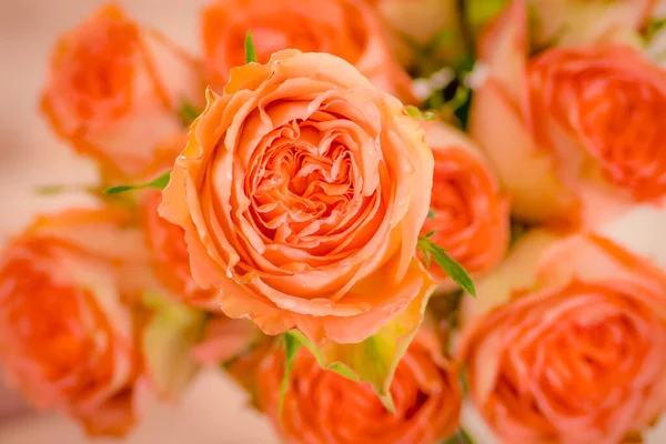 Otra vista de la rosa Campanella Peach