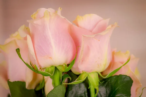 Close-up van een boeket van Pink Mondial rozen variëteit, studio shot, roze bloemen — Stockfoto