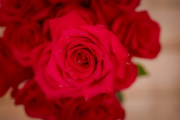 Macro, Primo piano della classica varietà di rose Explorer, ripresa in studio . — Foto Stock