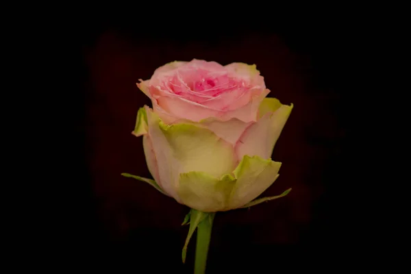 Close up de variedade de rosas Esperance, tiro estúdio . — Fotografia de Stock