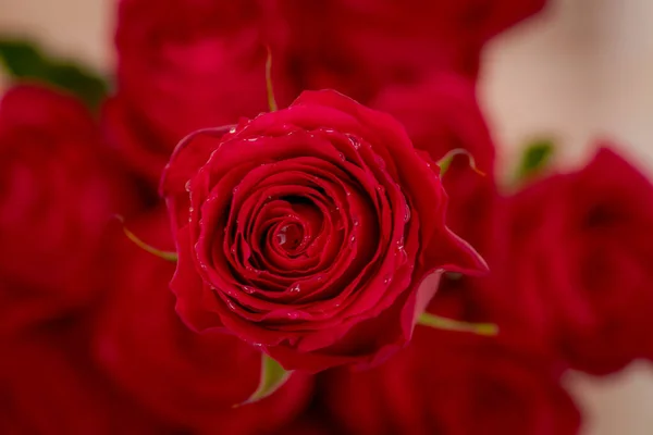 Macro, Primo piano della classica varietà di rose Explorer, ripresa in studio . — Foto Stock