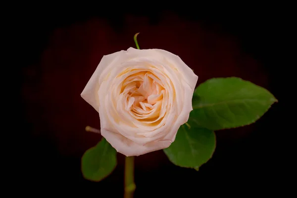 Close up macro shot de um buquê de variedade de rosas White Ohara, tiro estúdio, flores brancas — Fotografia de Stock
