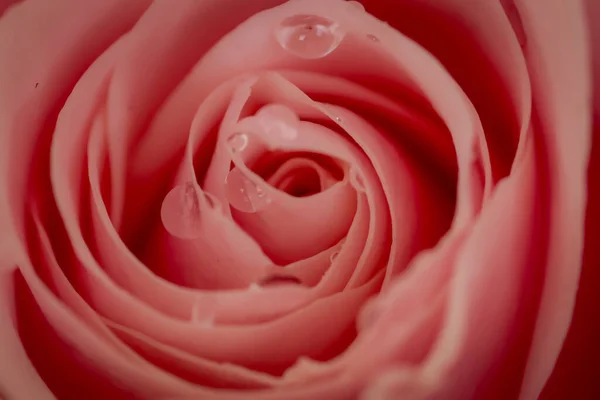 Donne mano in possesso di un mazzo di rose rosa Ohara varietà, studio shot, fiori rosa — Foto Stock